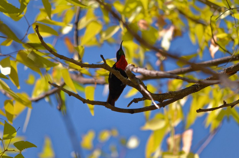 Souimanga a poitrine rouge_02